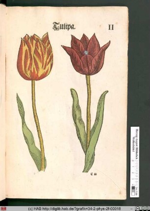 Tulipa [Tulpen].