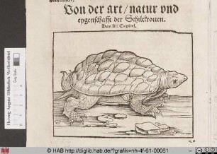 [Schildkröte]