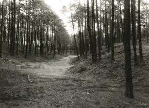 Oberlausitzer Heide. Gieser, z.T. wassergefüllt, südwestlich Zeißholz (geschloss. Hohlform im Bereich gestauchter Braunkohlenflöze) Nr.4