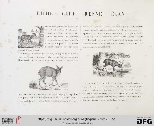 Biche - Cerf - Benne - Élan
