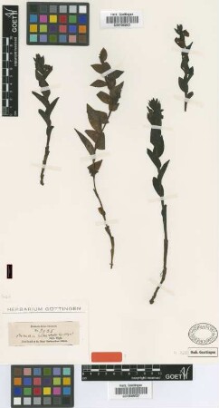 Platanthera iantha Wight [type]