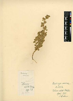 Leguminosae Medicago marina Linné, Carl von (1707 - 1778) [Haifa, Cheifa, Hefa]
