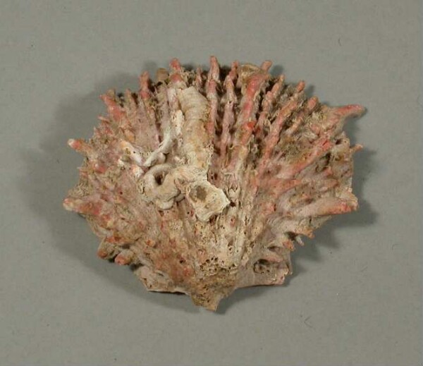 Spondylus shell