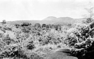 Der Mount Rungwe : Blick über eine vegetationsreiche, ebene Landschaft auf den Mount Rungwe
