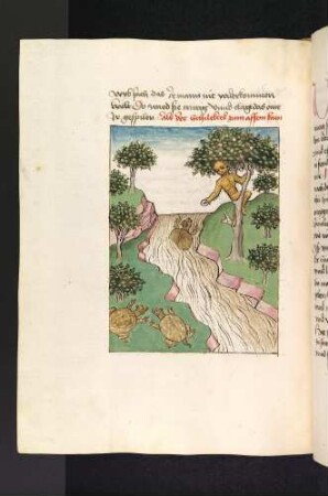 Der Affe im Feigenbaum und die Schildkröte; (Kapitel VI: Von dem Affen und der Schildkröte)