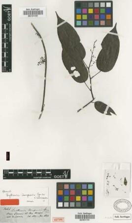 Byttneria uaupensis Spruce ex K.Schum. [isotype]