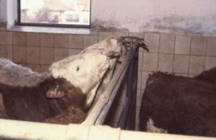 Fotografie: Bullenmast, Nippeltränke