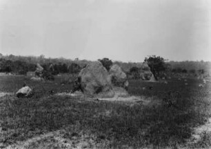 Termitenhügel : Etliche Termitenhügel auf einem Grasland in Brasilien.