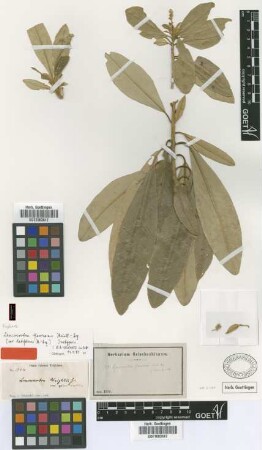 Leucocroton flavicans Müll.Arg. var. Müll.Arg. latifolius