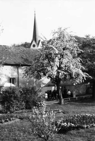 Bickensohl: Blütenbaum im Garten des "Rebstock"