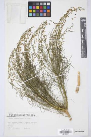 Reseda scoparia Brouss. ex Willd.