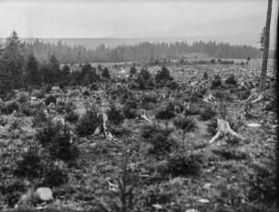 Gerodeter Wald : Blick über einen gerodeten Wald mit jungen Bäumen