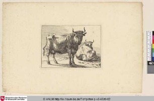 [Stehende Kuh dem Betrachter zugewandt, dahinter eine abgewandte liegende Kuh; A Cow Standing and Another Lying Down]