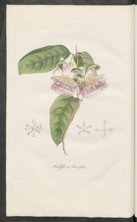 Passiflora laurifolia