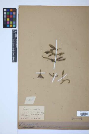 Lycopodiella inundata (L.) J. Holub