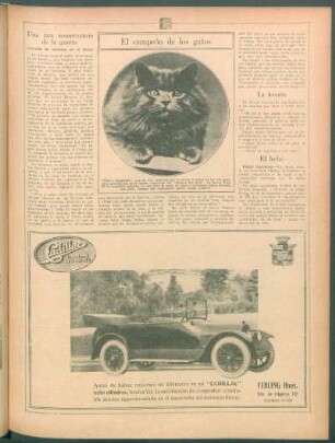 El campeón de los gatos