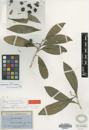Mappia racemosa Jacq. var. Griseb. brachycarpa[type]