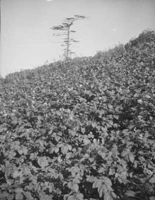 Bohnenfeld bei Esutoru : Blick zum Feldrand