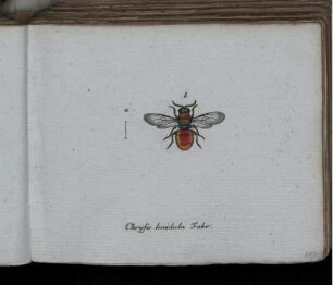 Chrysis lucidula Fabr. [bis] Andrena austriaca Mihi.