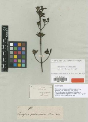 Coprosma foetidissima J.R.Forst. & G.Forst. [type]