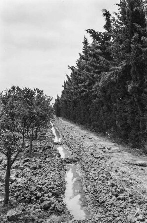 Bewässerungsgraben : Blick entlang eines Bewässerungsgrabens zwischen Orangenplantage und Windschutzstreifen.