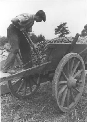 Stormarn. Schleswig-Holstein. Kartoffel-Ernte. Bauer entlädt Kartoffeln; 1940