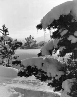 Winterbilder. Nadelbäume im Schnee