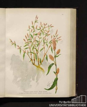 Polygonum nodosum Persoon. Großer Knöterich.