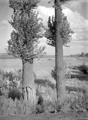 Altenwerder, Finkenwerder