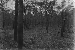Kuhantilope : Eine Kuhantilope durchstreift einen Wald.