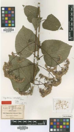 Eupatorium benthamii Klatt