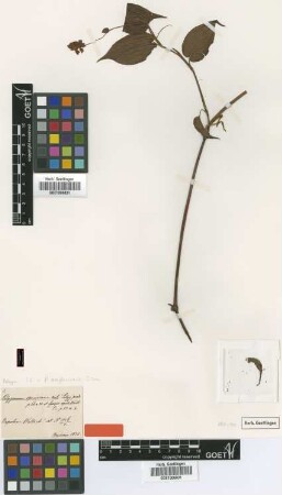 Polygonum speciosum Meisn. [type]