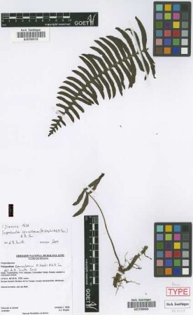 Polypodium concolorum M.Kessler & A.R. Sm. [paratype]