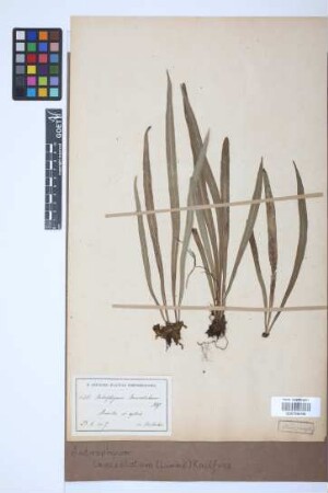 Antrophyum lanceolatum (L.) Kaulf.