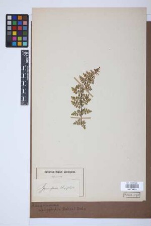 Anogramma schizophylla (Baker) Diels