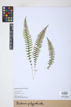 Blechnum polypodioides Raddi