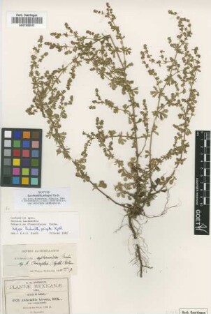 Alchemilla hirsuta HBK. var. campestris Schltdl. & Cham.