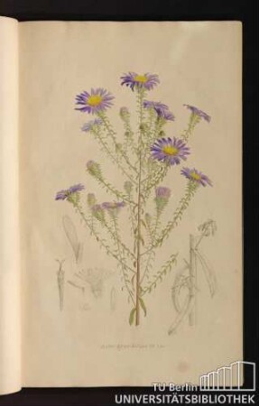 [Tab. 12.] Aster grandiflorus Lin.