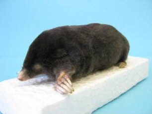 Maulwurf, Talpa europaea