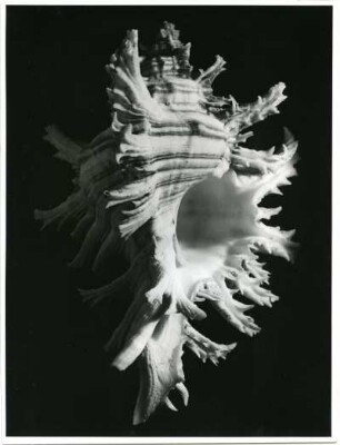 Murek monodon sow. (Stachelschnecke), Philipinen