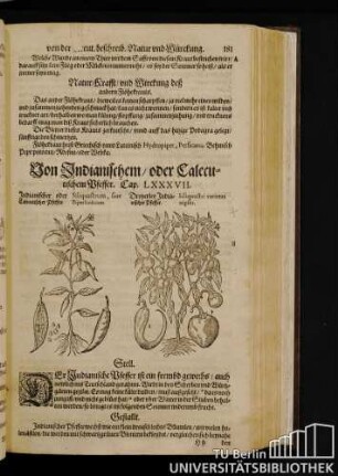 Cap. LXXXVII. Von Indianischem / oder Calecutischem Pfeffer.