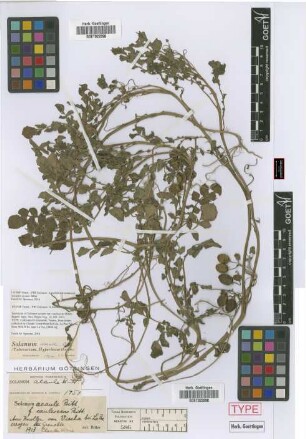 Solanum acaule Bitt. f. caulescens Bitt.