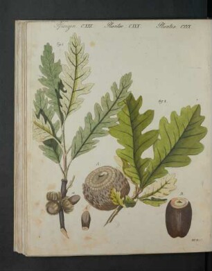 Tafel: Pflanzen CXXX. [...]