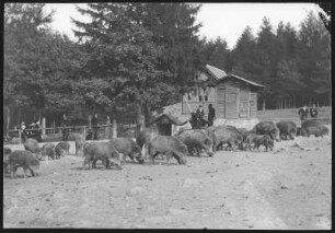 Moritzburg. Fütterung der Wildschweine