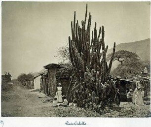Riesenkaktus in Puerto Cabello, Venezuela