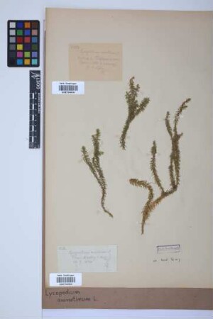 Lycopodium annotinum annotinum L.