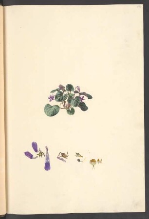 Viola variegata, Blatt 620