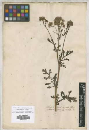 Jacobaea