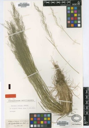Agrostis lechleri Steud. [isotype]
