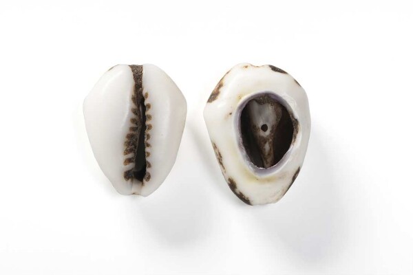 Cowries